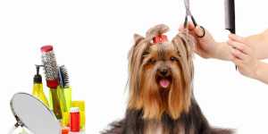  petgroomer websites