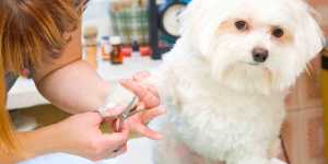 TargetedMarketing3EasyWaysToIncreaseTrafficToYourWebsite Power Petgroomer Websites petgroomer websites