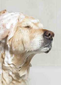  petgroomer websites