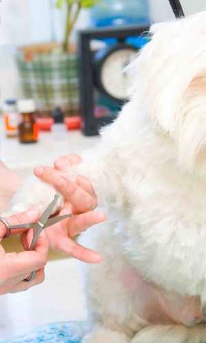 Conditions Of Use Power Petgroomer Websites petgroomer websites