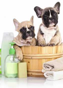  petgroomer websites