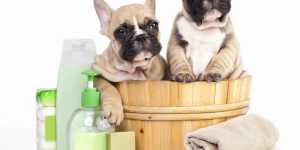 FocusYourSEOEffortsOnGoogleAndTheRestWillFollow Power Petgroomer Websites petgroomer websites
