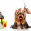  petgroomer websites