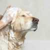  petgroomer websites
