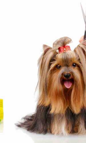 Social Power Petgroomer Websites petgroomer websites