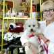  petgroomer websites